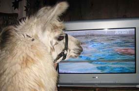 llama watching Animal Planet on TV